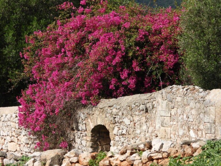 Bright pink flowering bush over ancient stone wall.