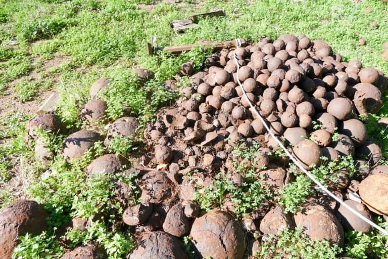 Stone garden with rocks and plants, ideal for outdoor landscaping and natural garden design.
